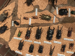 甲虫の立体展示